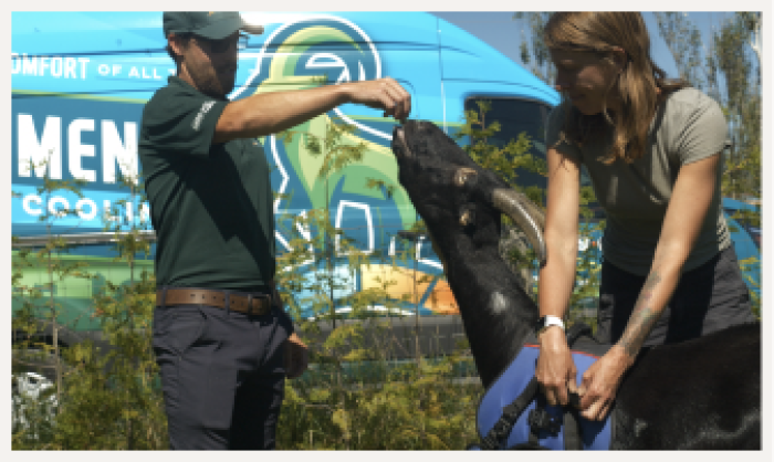 Man and woman feeding a goat